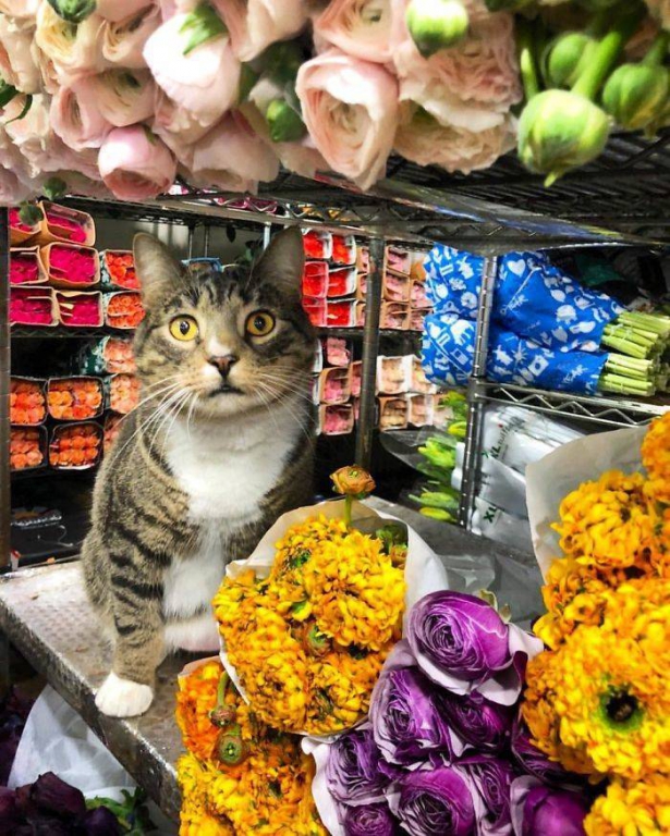 cats_definitely_own_these_shops_640_high_05.jpg