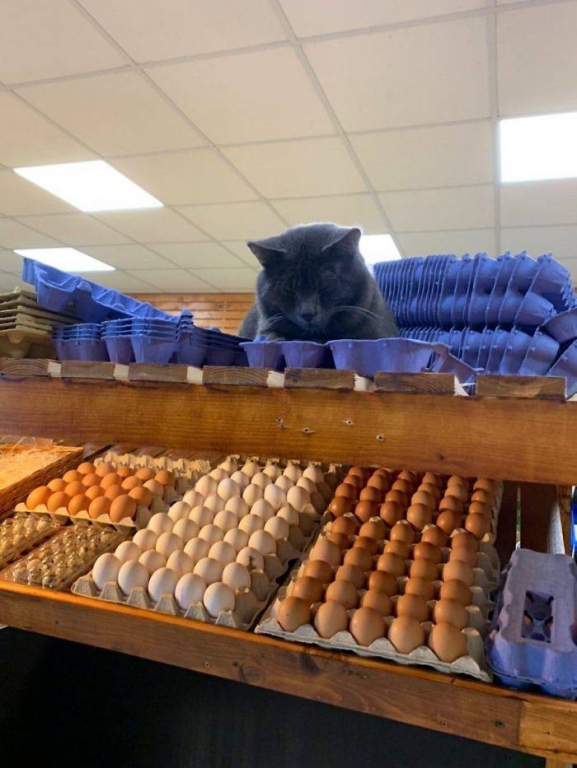 cats_definitely_own_these_shops_640_high_07.jpg