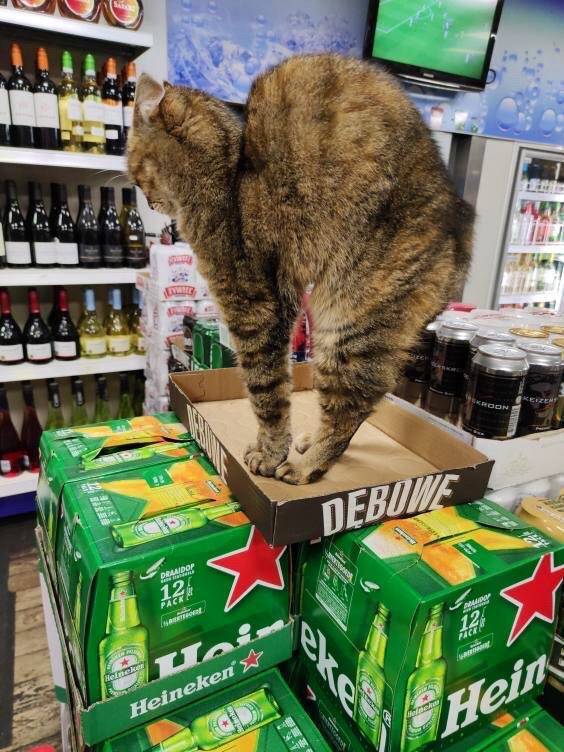 cats_definitely_own_these_shops_640_high_11.jpg