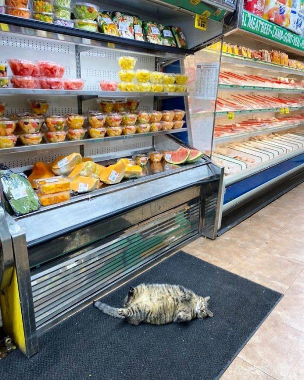 cats_definitely_own_these_shops_640_high_12.jpg