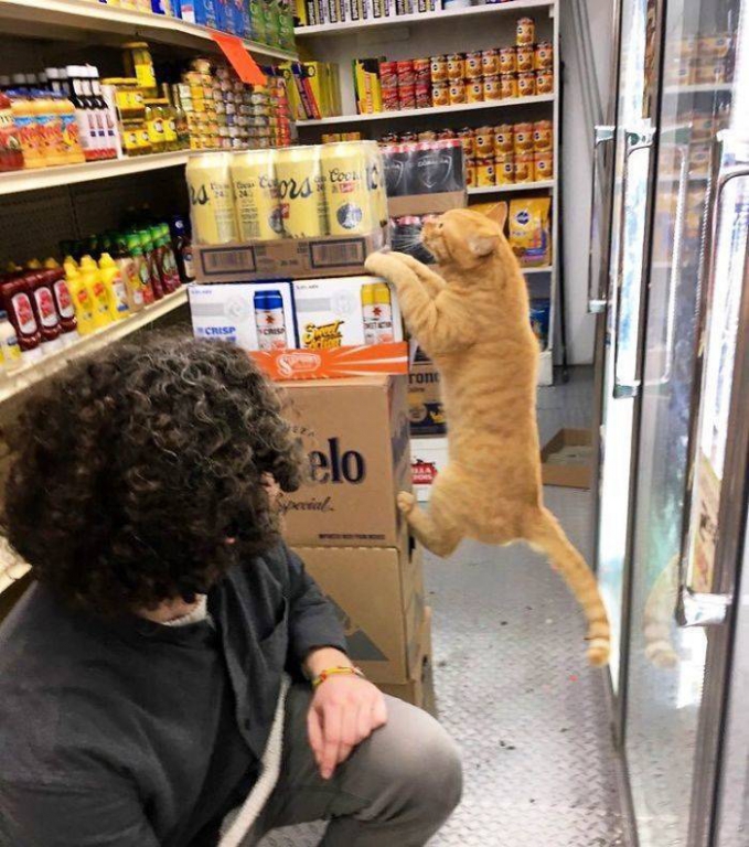 cats_definitely_own_these_shops_640_high_15.jpg