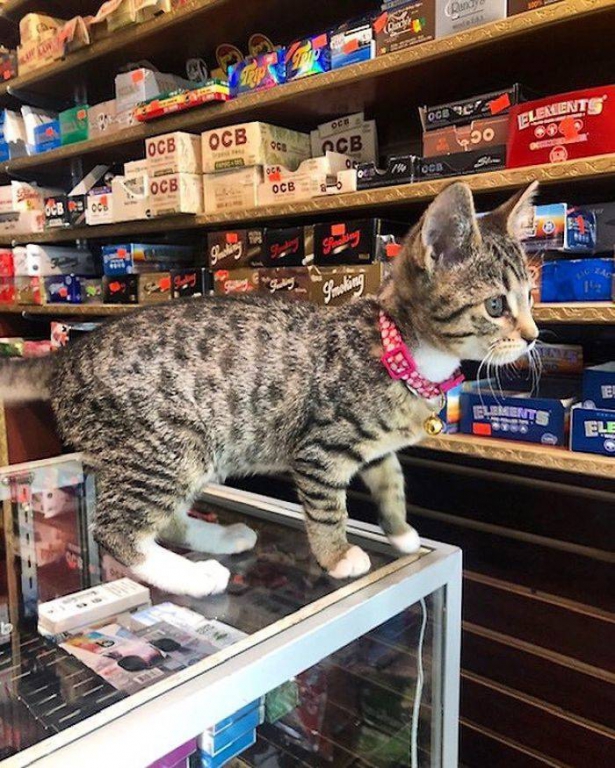 cats_definitely_own_these_shops_640_high_21.jpg