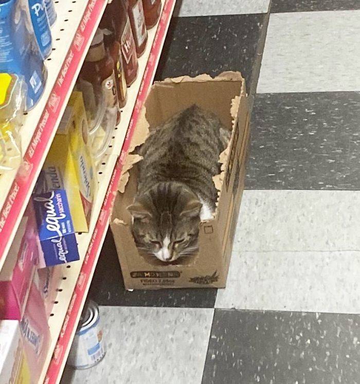 cats_definitely_own_these_shops_640_high_25.jpg