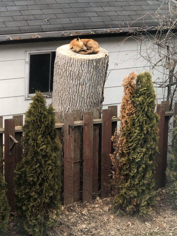 if_you_need_something_to_cheer_you_up_during_quarantine_heres_a_fox_sleeping_on_a_tree_stump_640_high_01.jpg