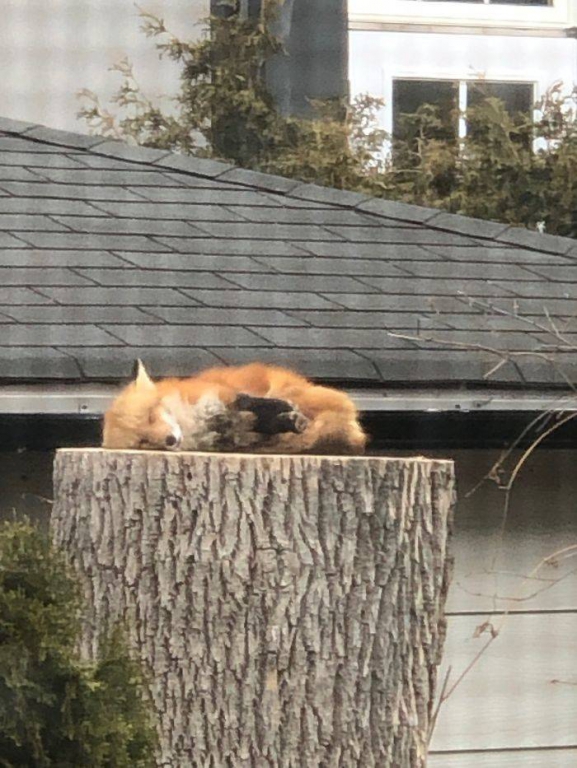 if_you_need_something_to_cheer_you_up_during_quarantine_heres_a_fox_sleeping_on_a_tree_stump_640_high_05.jpg