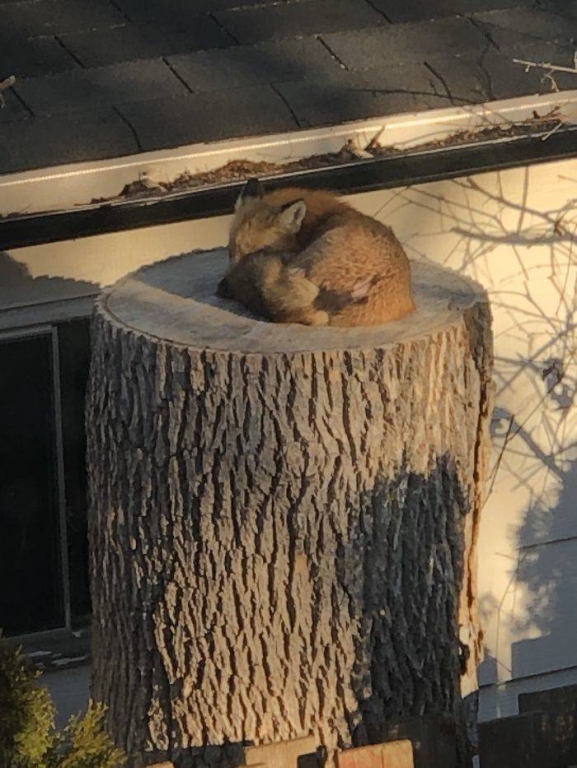 if_you_need_something_to_cheer_you_up_during_quarantine_heres_a_fox_sleeping_on_a_tree_stump_640_high_07.jpg