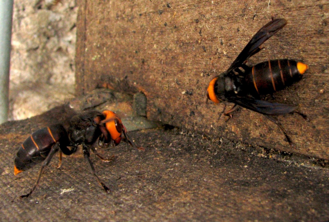pair-of-stalkers-vespa-mandarinia (1).jpg