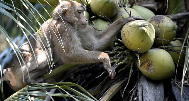 monkey-coconut-1.jpg