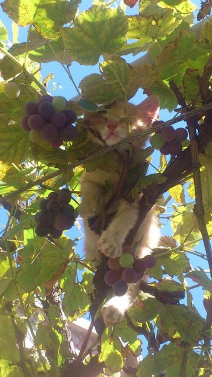 of_course_cats_can_sleep_in_trees_why_not-23.jpg