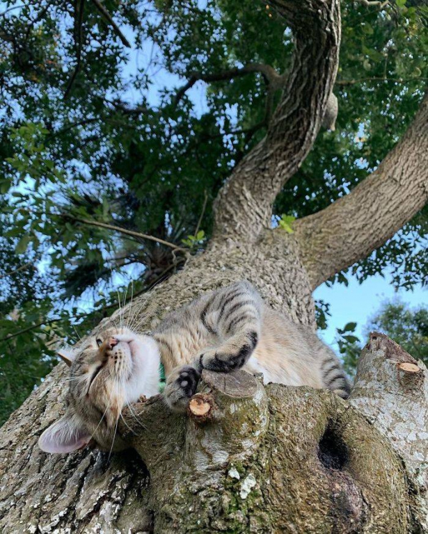 of_course_cats_can_sleep_in_trees_why_not-26.jpg