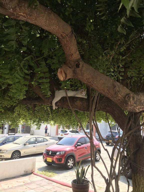 of_course_cats_can_sleep_in_trees_why_not-27.jpg