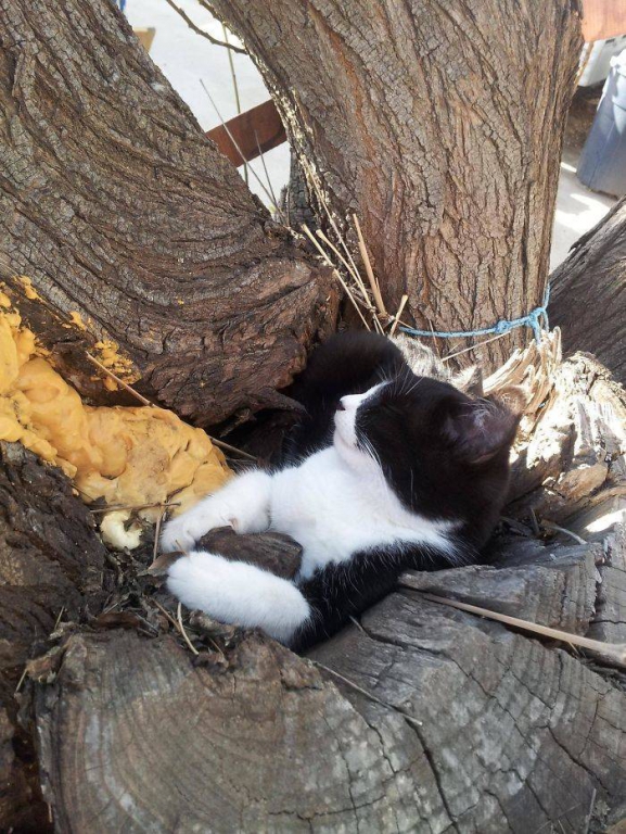 of_course_cats_can_sleep_in_trees_why_not-28.jpg