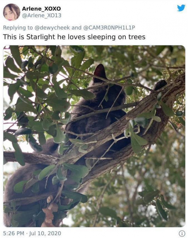 of_course_cats_can_sleep_in_trees_why_not-30.jpg