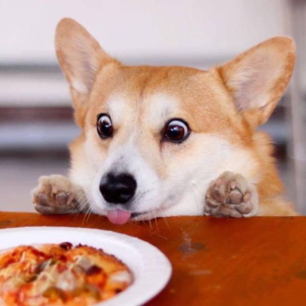 this_corgi_could_be_a_hollywood_actor-1.jpg