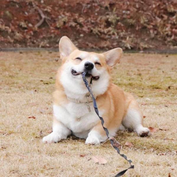 this_corgi_could_be_a_hollywood_actor-10.jpg