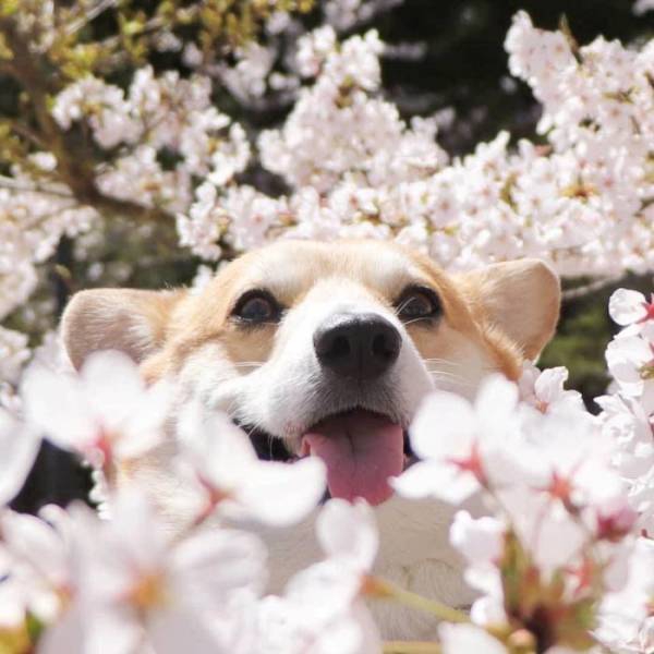 this_corgi_could_be_a_hollywood_actor-11.jpg