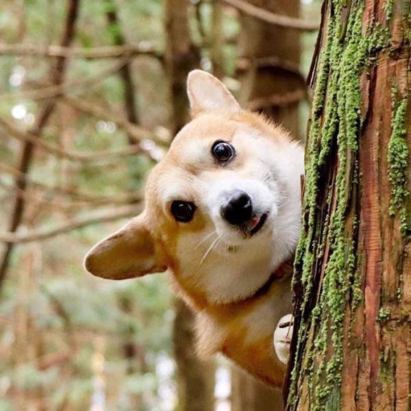 this_corgi_could_be_a_hollywood_actor-14.jpg