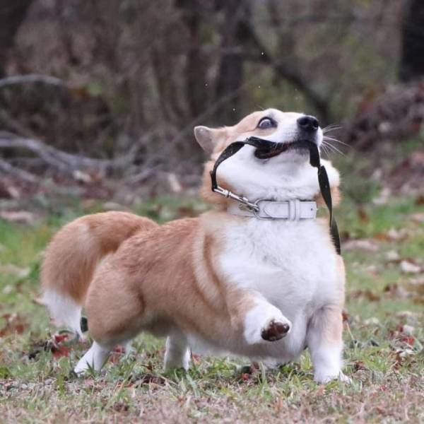 this_corgi_could_be_a_hollywood_actor-16.jpg