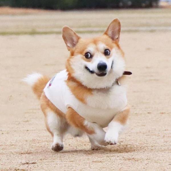 this_corgi_could_be_a_hollywood_actor-17.jpg