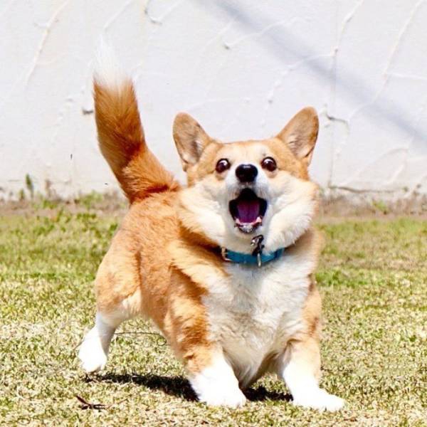 this_corgi_could_be_a_hollywood_actor-18.jpg