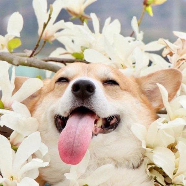 this_corgi_could_be_a_hollywood_actor-19.jpg