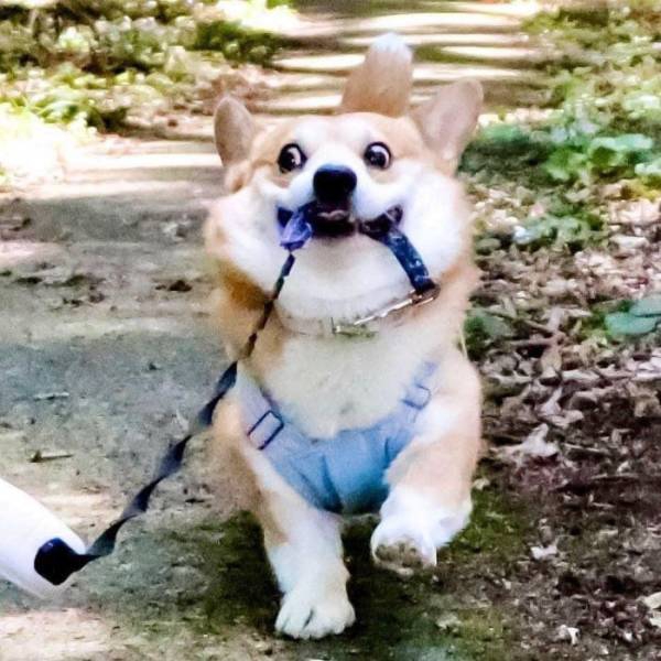 this_corgi_could_be_a_hollywood_actor-26.jpg