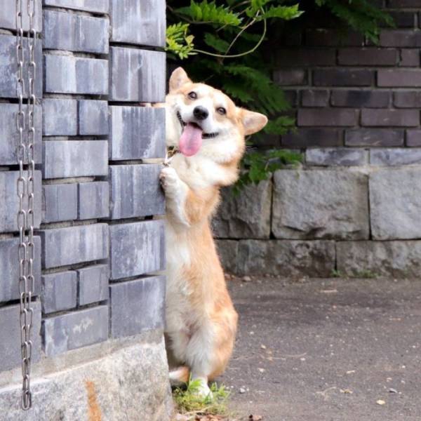 this_corgi_could_be_a_hollywood_actor-27.jpg