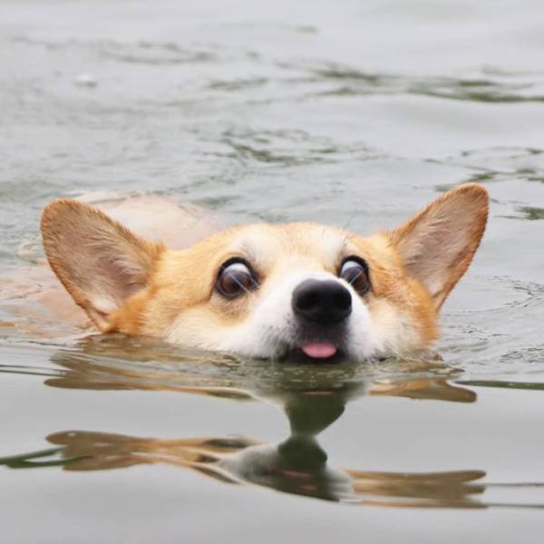this_corgi_could_be_a_hollywood_actor-3.jpg