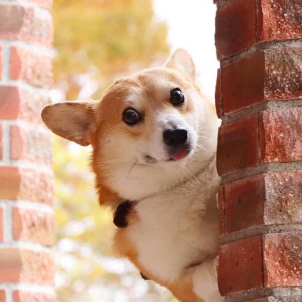 this_corgi_could_be_a_hollywood_actor-5.jpg