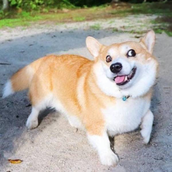 this_corgi_could_be_a_hollywood_actor-6.jpg