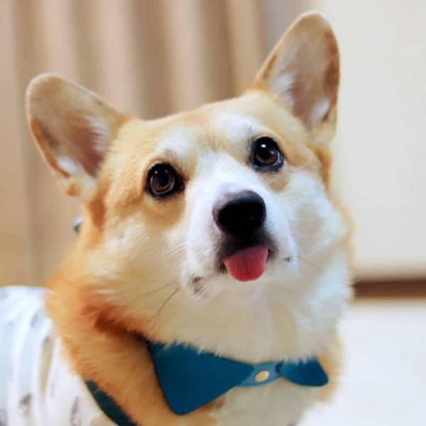 this_corgi_could_be_a_hollywood_actor-7.jpg