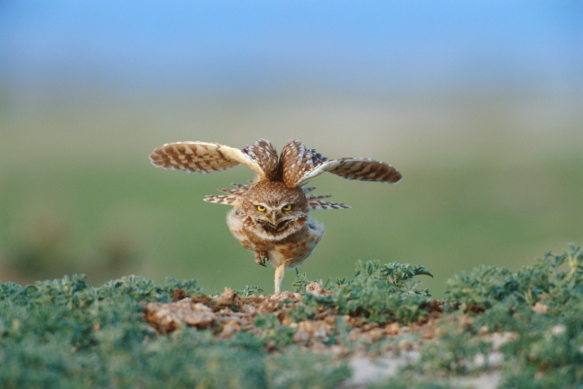 michael-forsberg-owl[1].jpg