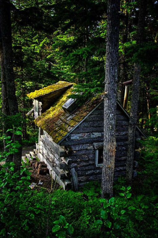 tiny-camo-cabin-in-the-woods[1].jpg