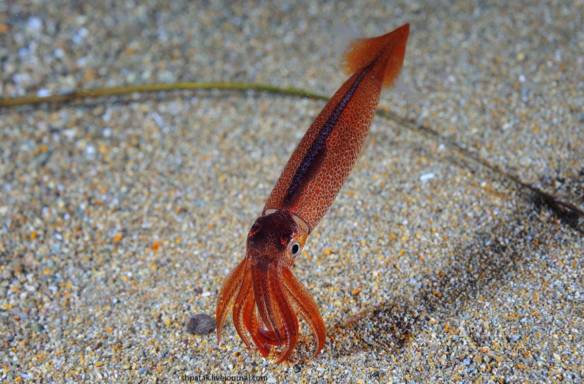 squid1.jpg