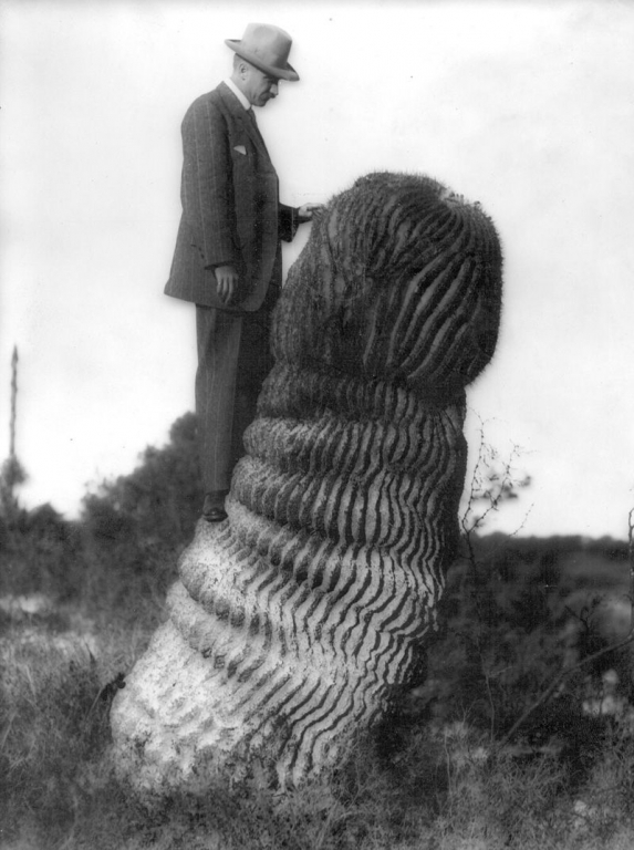 charles-reid-barnes-standing-on-a-cactus-1908.jpg.46833433930bc26d35358fe6a259c0ff.jpg