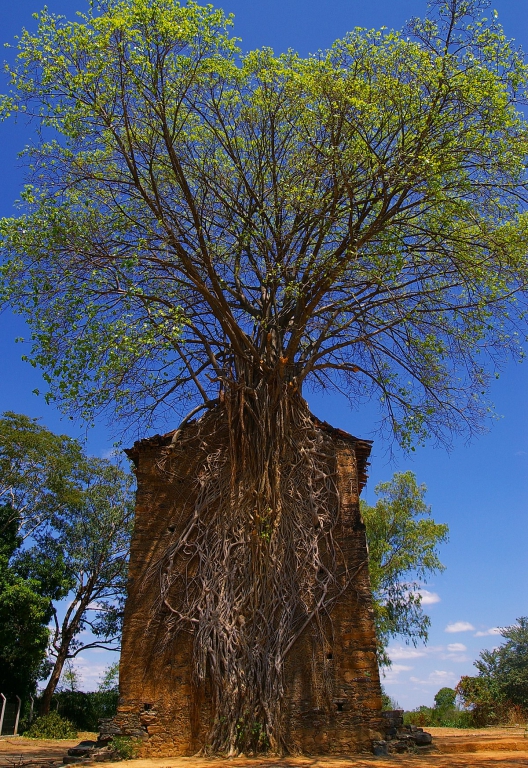 1200px-Persistência_IMGP5434_RACastro[1].JPG