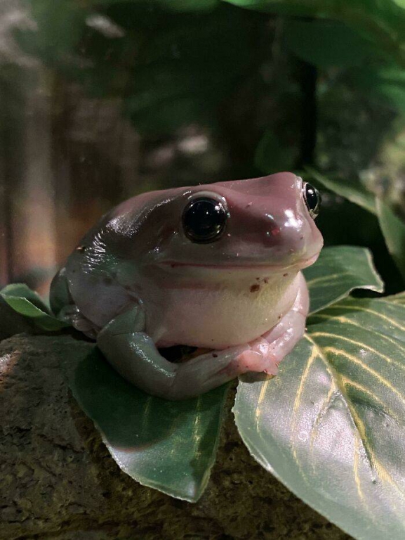 who_wouldve_thought_that_frogs_are_so_cute-3.jpg