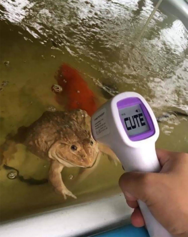 who_wouldve_thought_that_frogs_are_so_cute-44.jpg