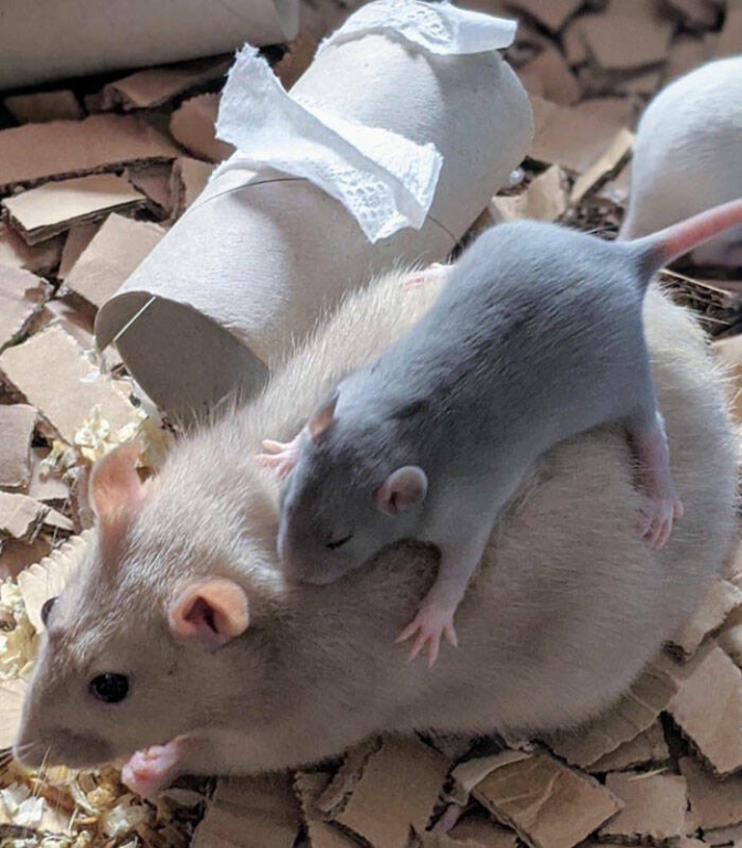 actually_rats_can_be_very_cute_640_high_04[1].jpg