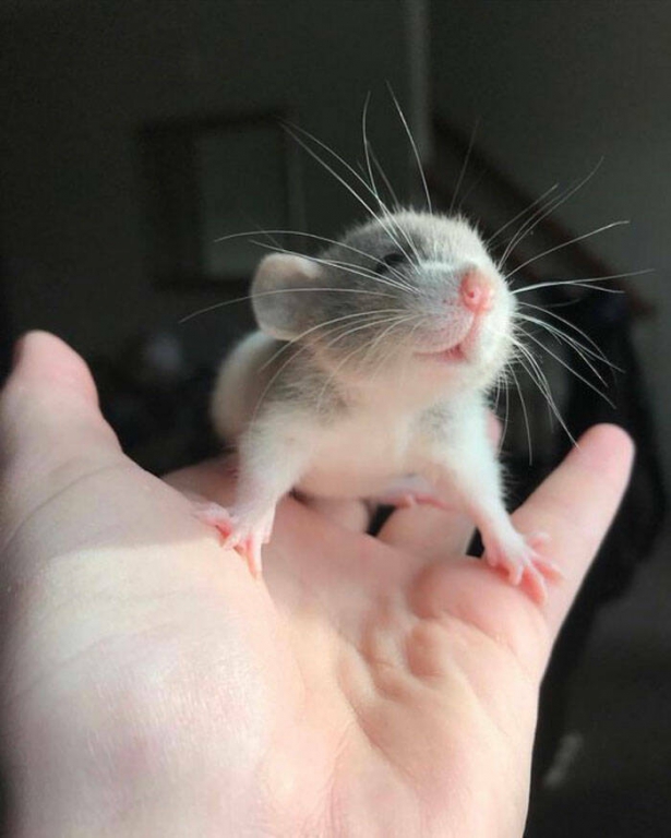 actually_rats_can_be_very_cute_640_high_01[1].jpg