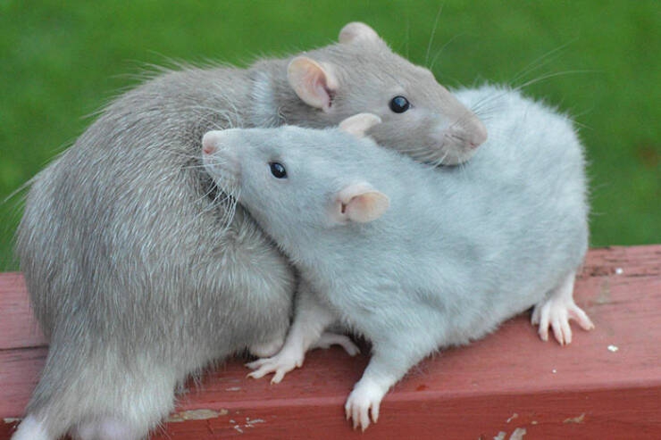 actually_rats_can_be_very_cute_640_29[1].jpg