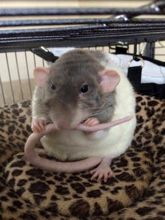 actually_rats_can_be_very_cute_640_high_23[1].jpg