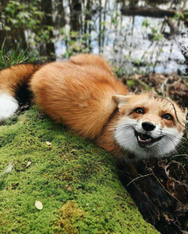 foxes_are_way_too_cute_640_high_14[1].jpg