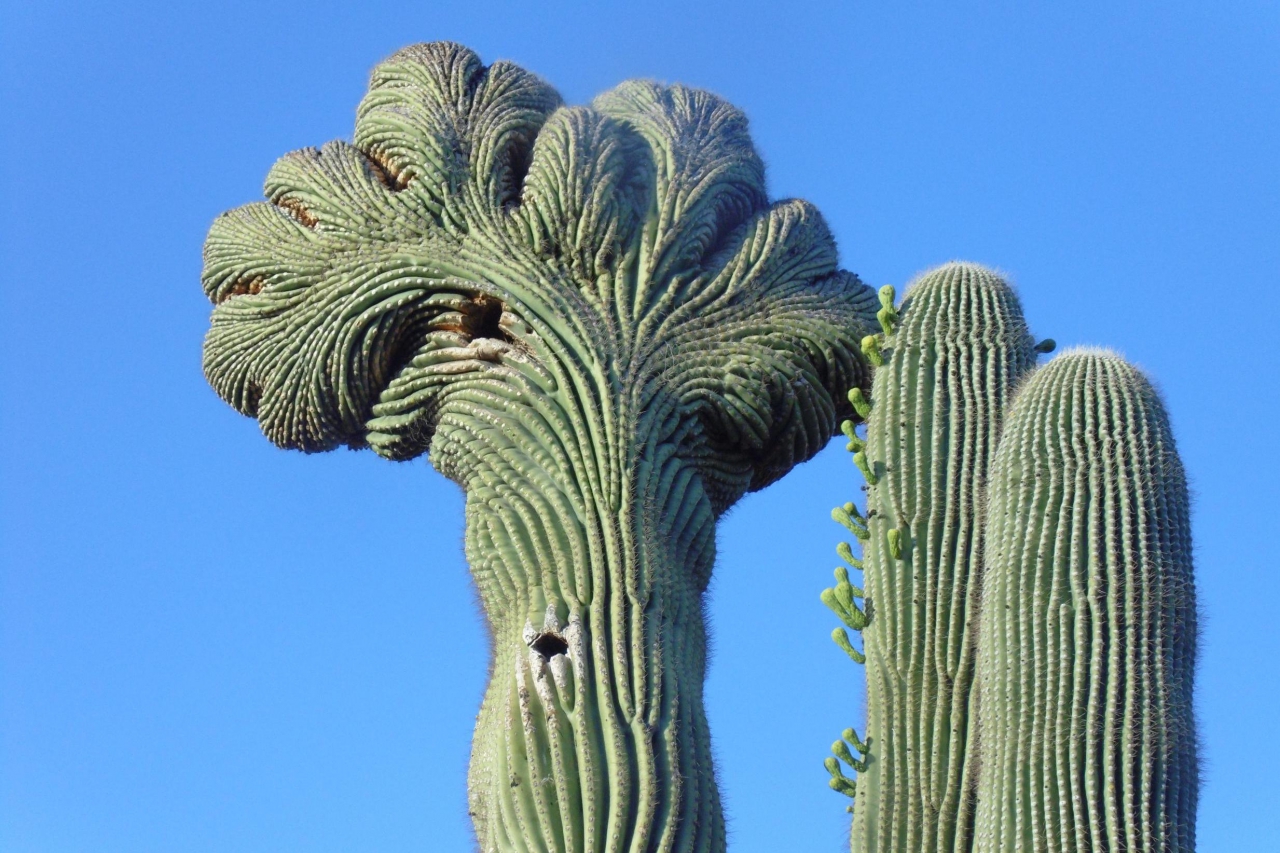 cactuses-5.jpg