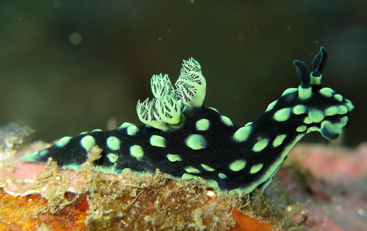 Nembrotha_cristata_2.jpg