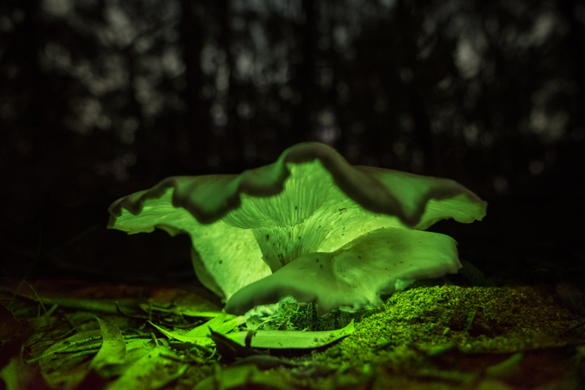 ghost-mushroom-glowing-data.jpg