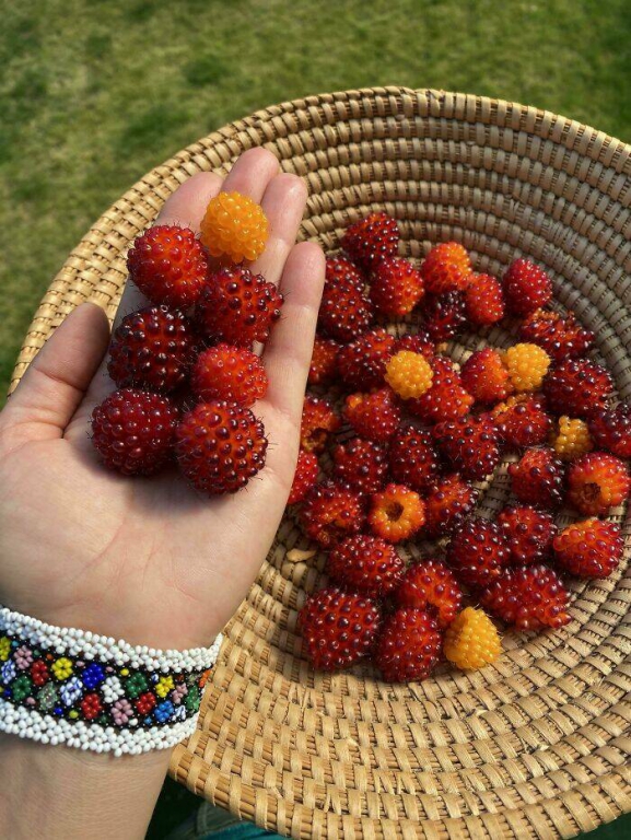 people_share_cool_things_they_found_while_foraging_640_high_13.jpg