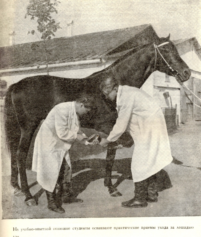 1729267 Практическое обучение студентов-ветеринаров по уходу за лошадью на УОК МСХА.jpg