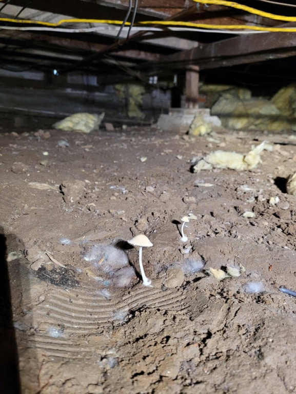 horrors_found_during_structural_inspections_640_high_11[1].jpg