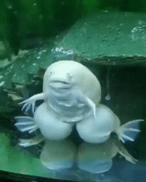 2023_01_29_22_35img_izismile_com_img_img14_20220210_gifs_morning_gifdump_222_16[1].gif